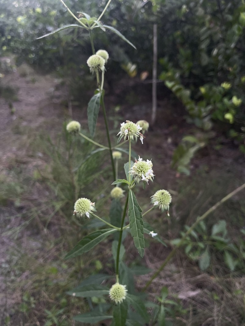 Clustered Bushmint photo 4