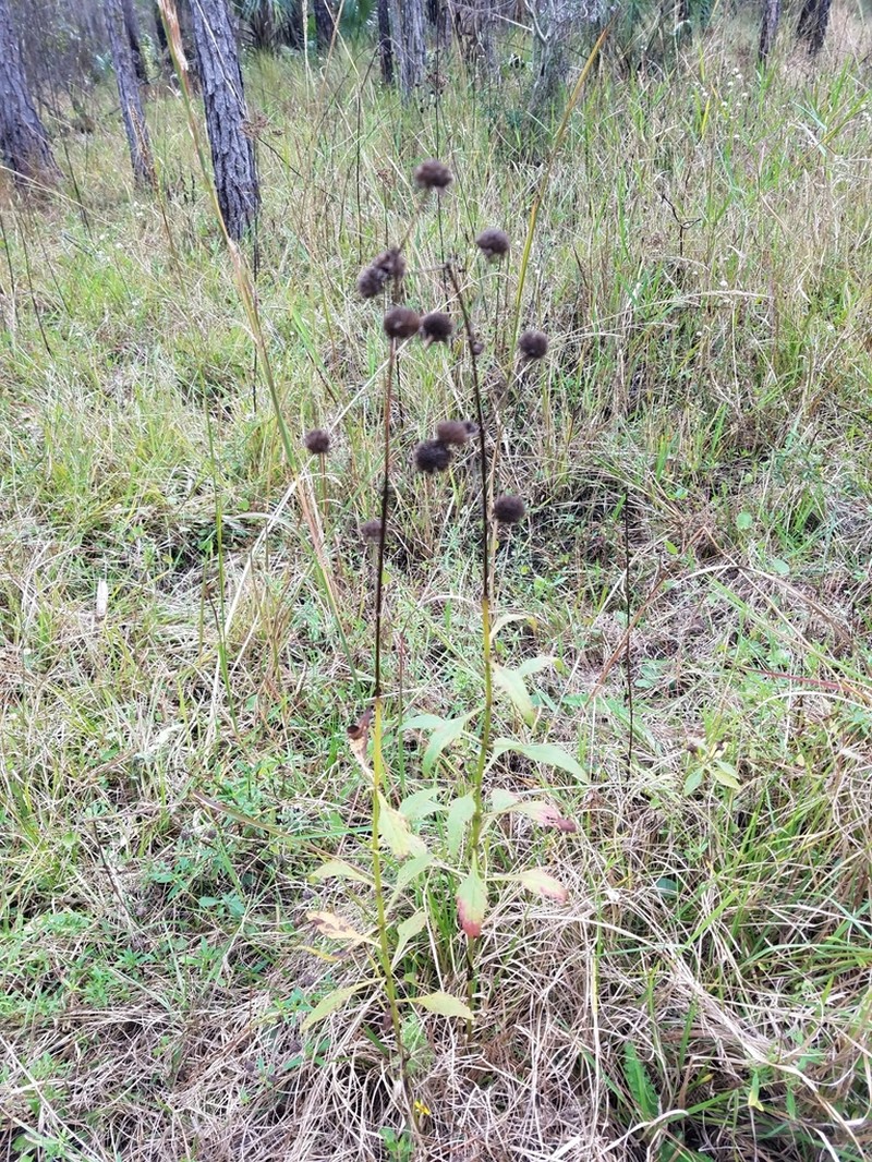 Clustered Bushmint photo 5