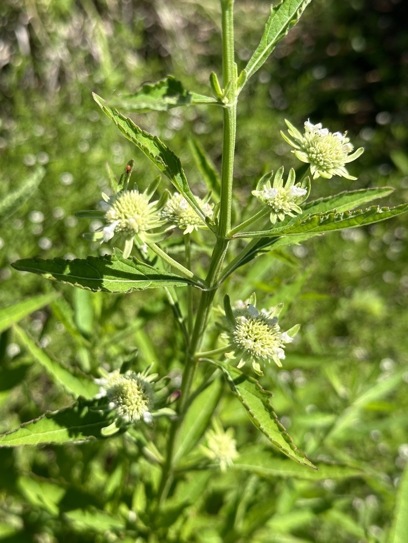 Clustered Bushmint photo 6