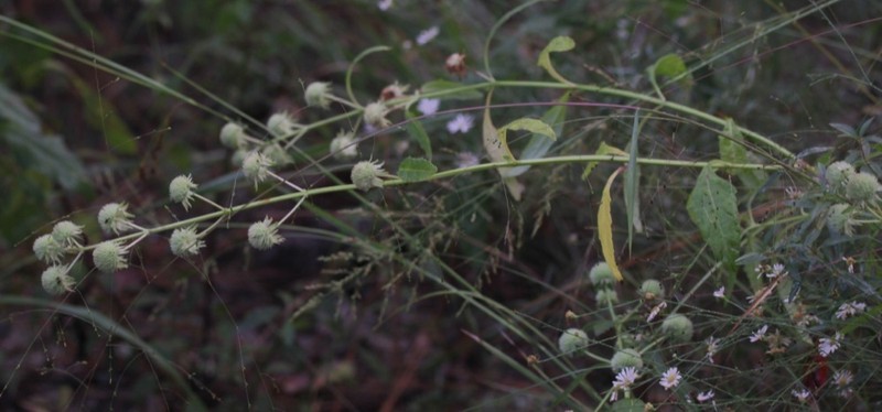 Clustered Bushmint photo 7