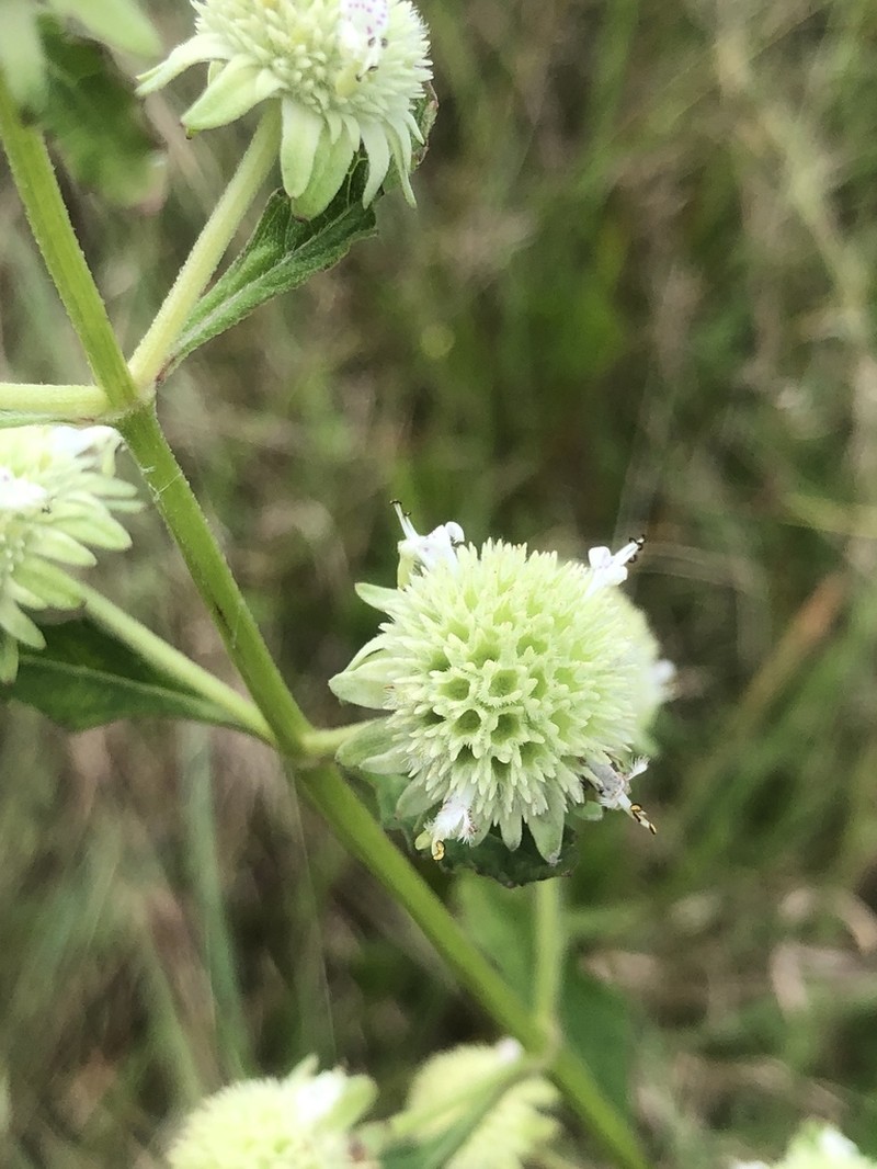 Clustered Bushmint photo 8