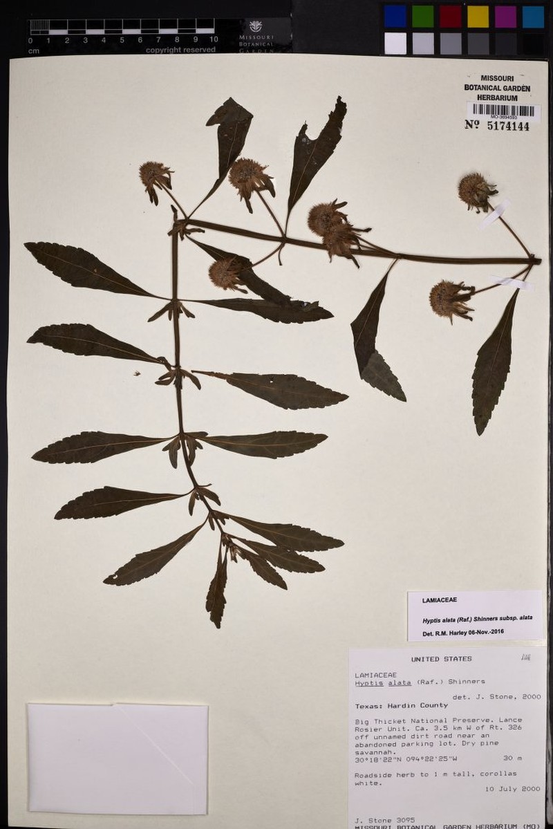 Hyptis alata subsp. alata