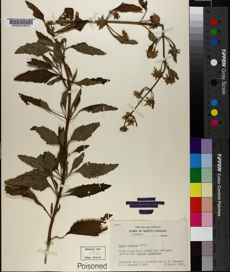 Hyptis alata subsp. alata photo 2