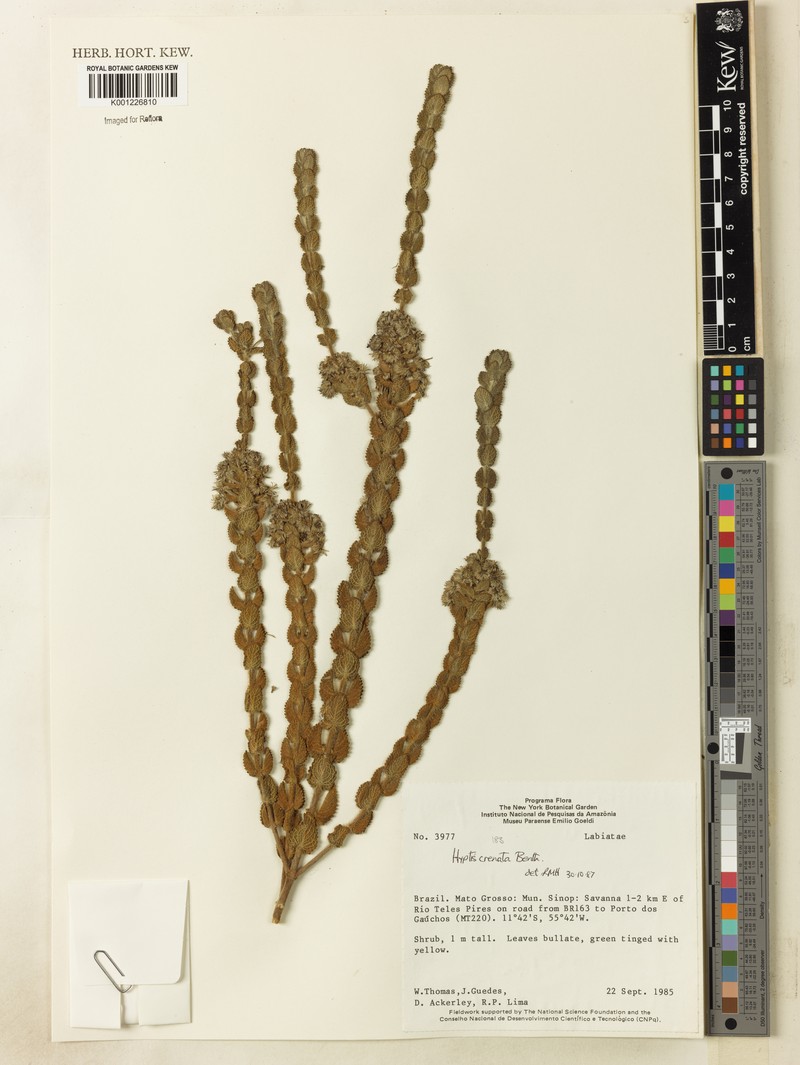Hyptis cachimboensis