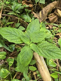 False Ironwort