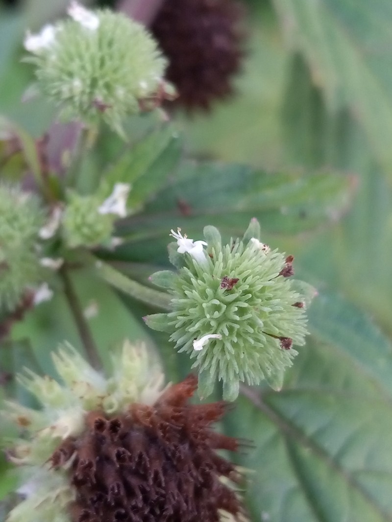 False Ironwort photo 2