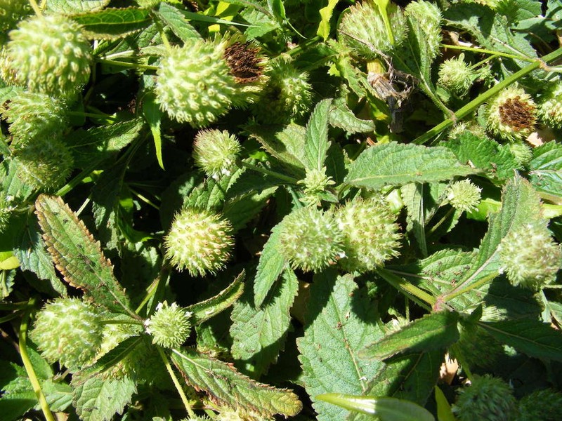 False Ironwort photo 3