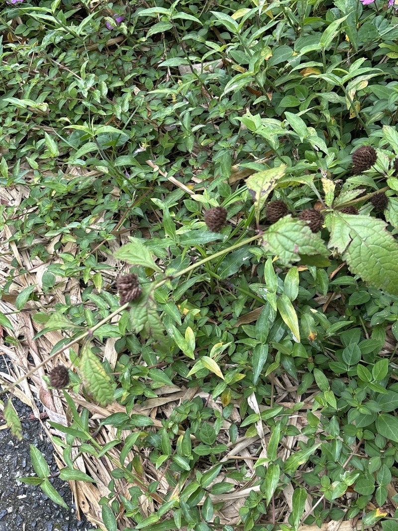 False Ironwort photo 4