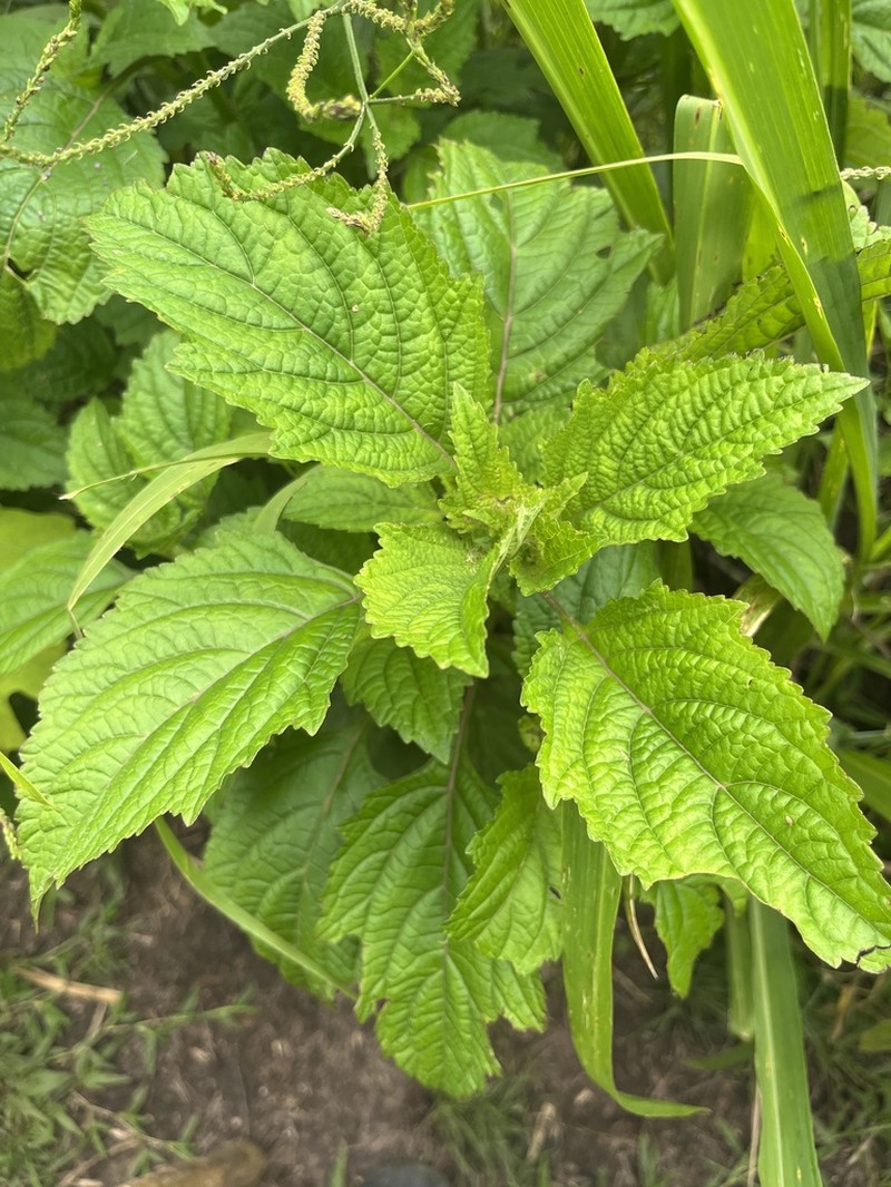 False Ironwort photo 5
