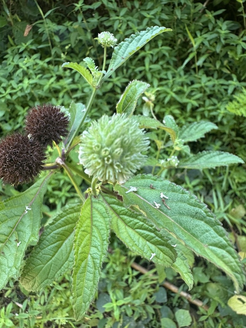 False Ironwort photo 6