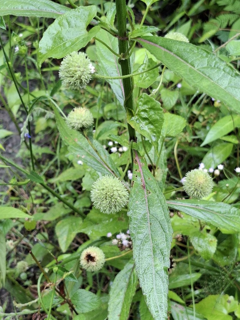 False Ironwort photo 7