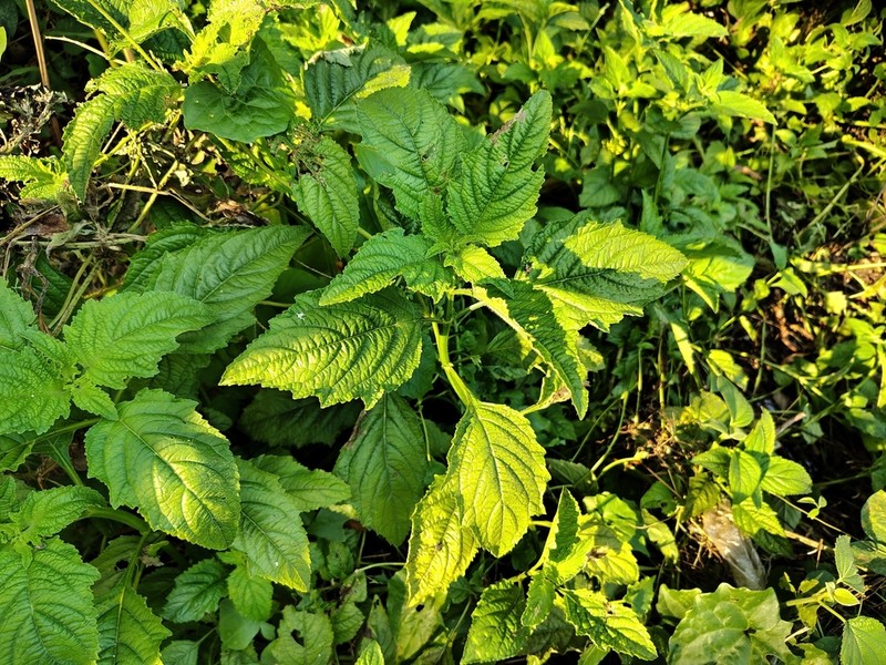 False Ironwort photo 8