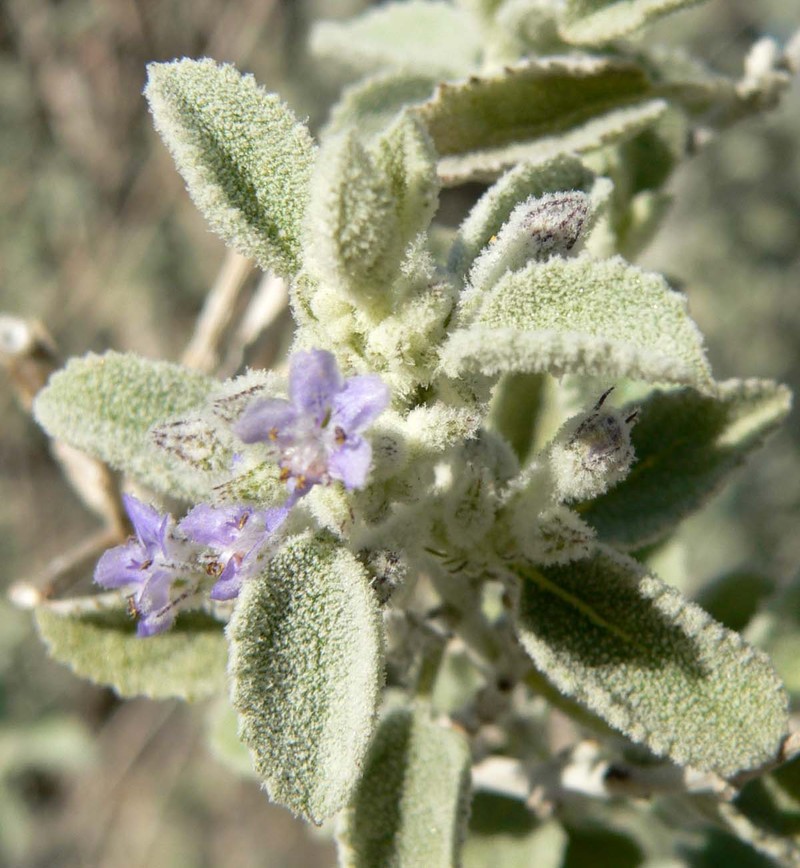 Desert Lavender