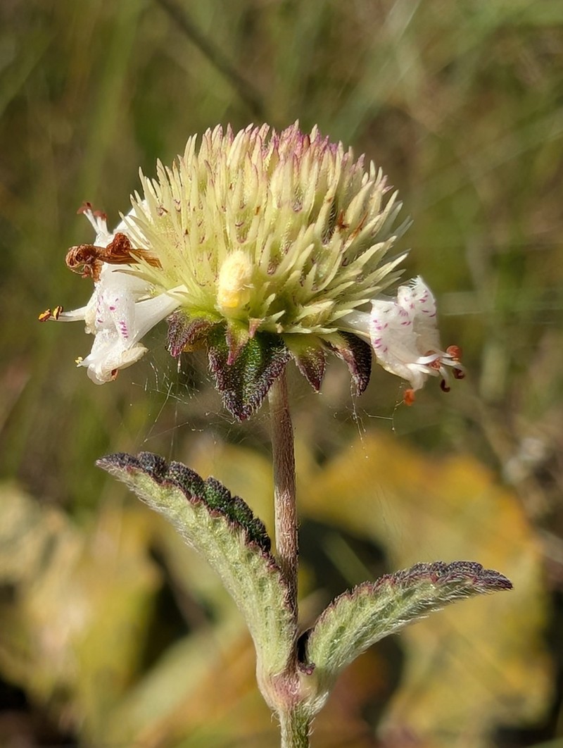 Island Bushmint