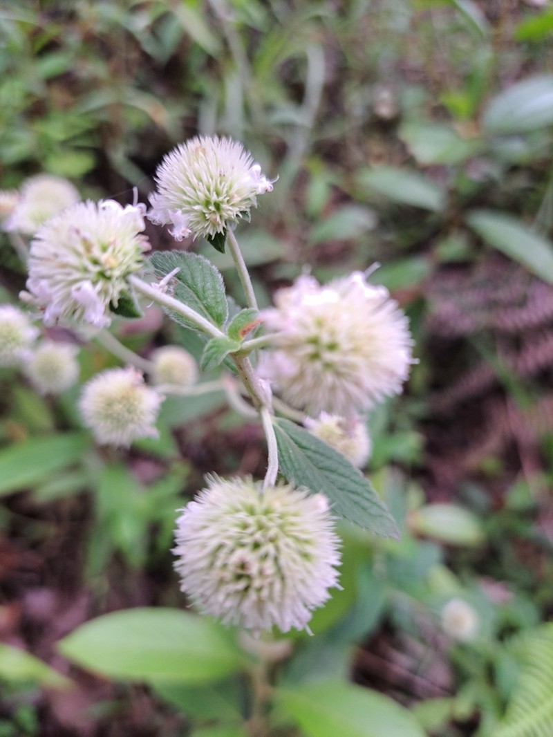 Island Bushmint photo 2