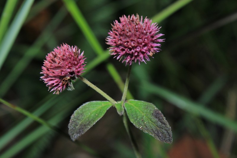 Island Bushmint photo 3