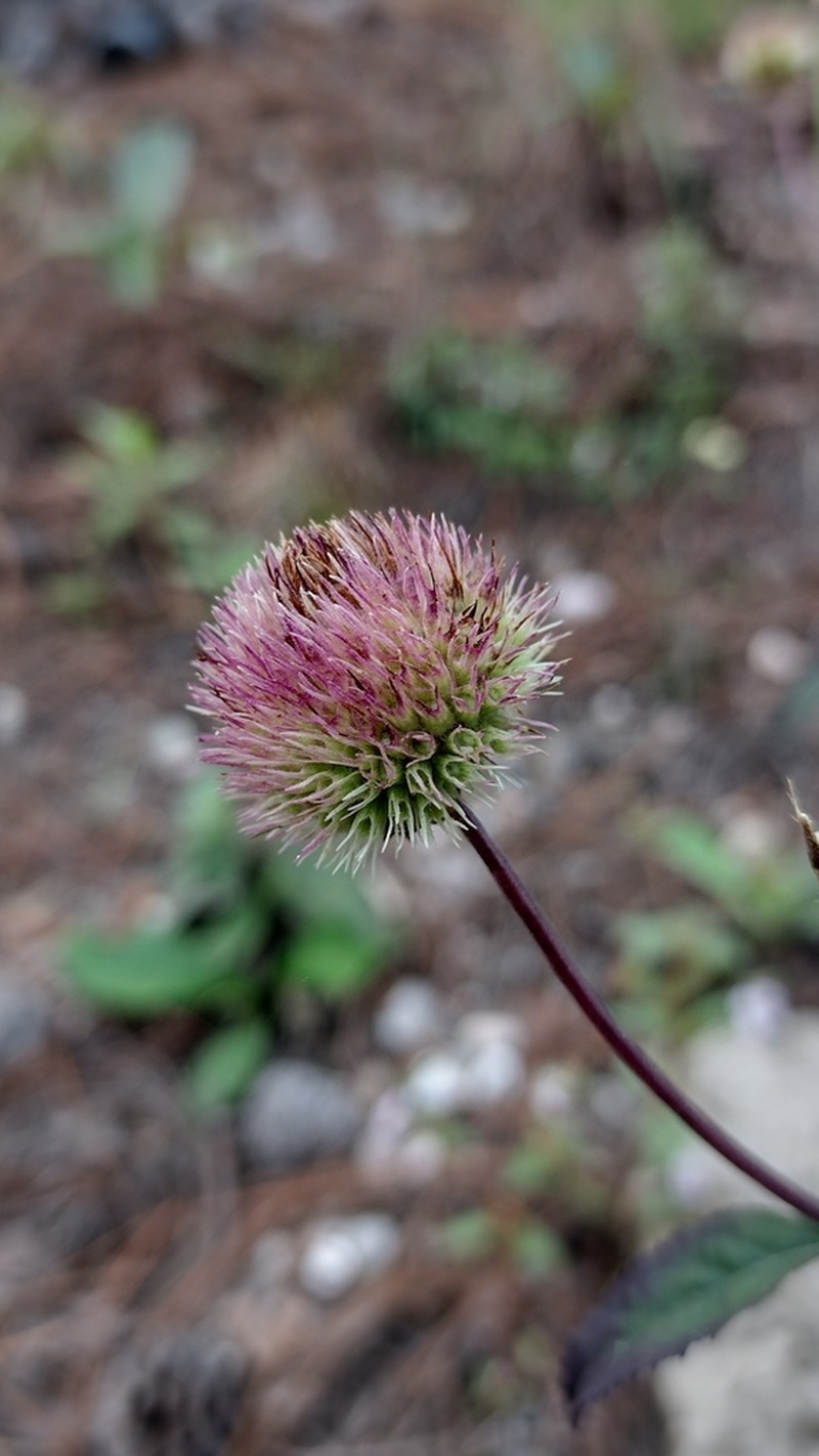 Island Bushmint photo 4