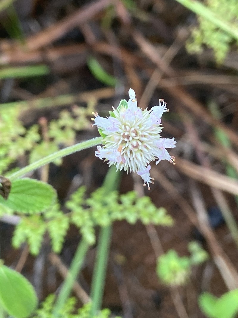 Island Bushmint photo 5