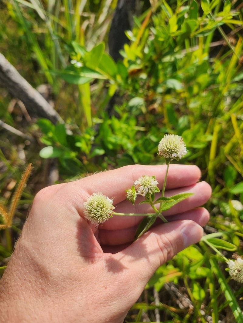 Island Bushmint photo 6