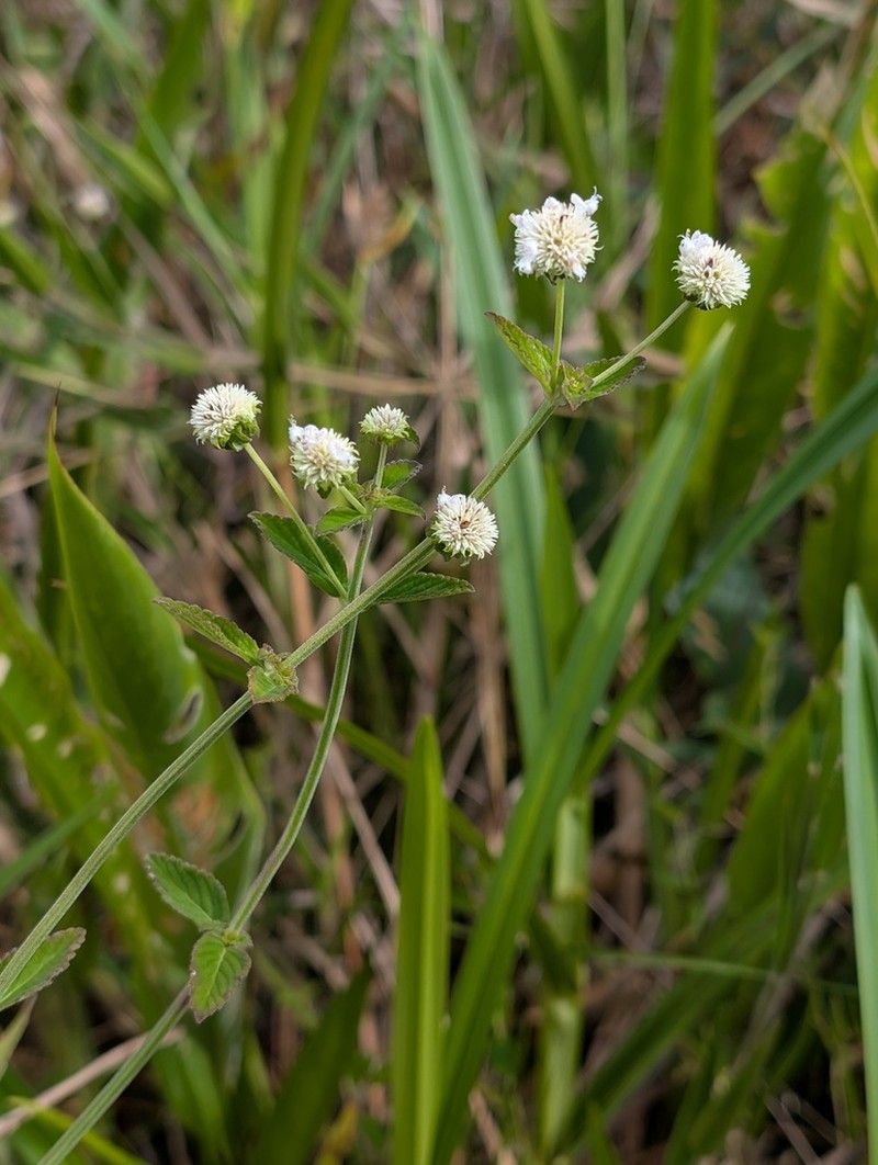 Island Bushmint photo 7