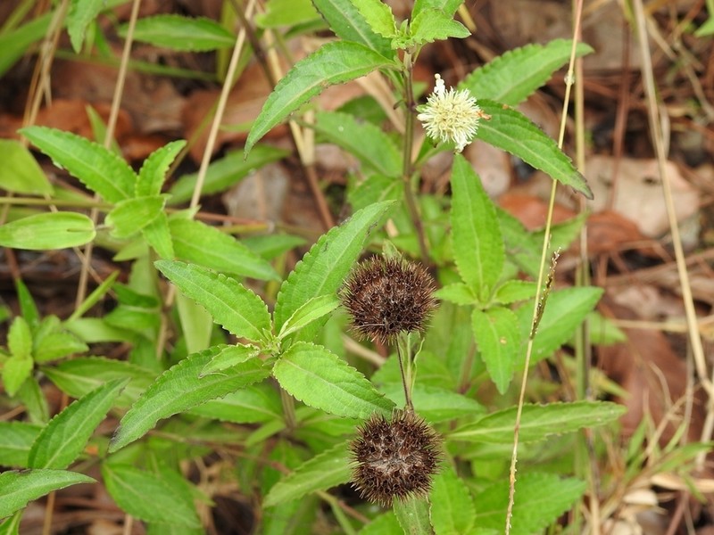 Island Bushmint photo 8