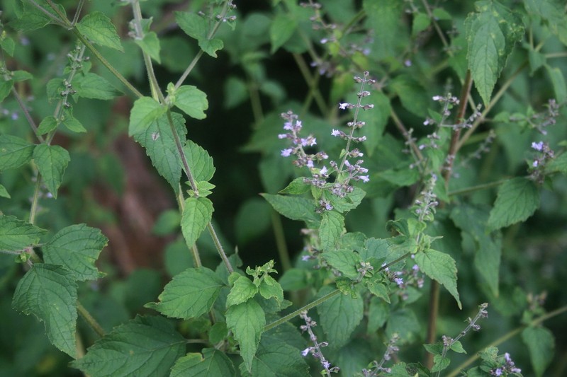 Tropical Bushmint photo 2