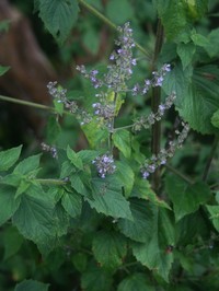 Tropical Bushmint