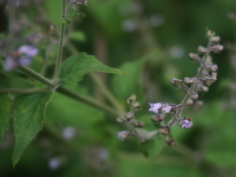 Tropical Bushmint photo 3