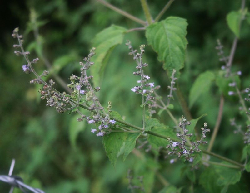 Tropical Bushmint photo 5