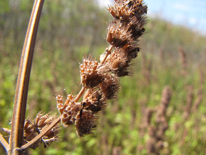 Comb Bushmint photo 2