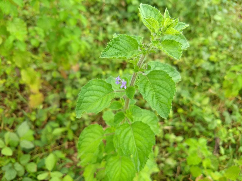 Pignut photo 3