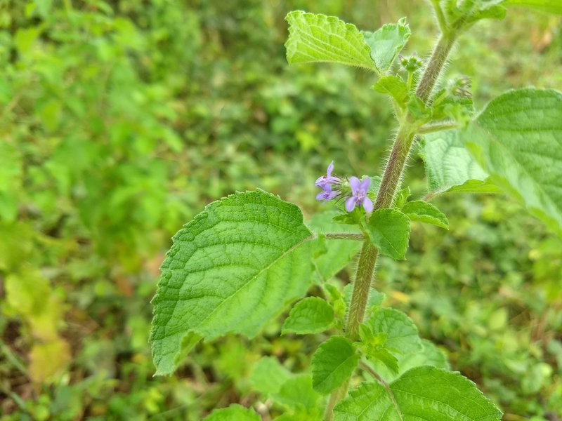 Pignut photo 4