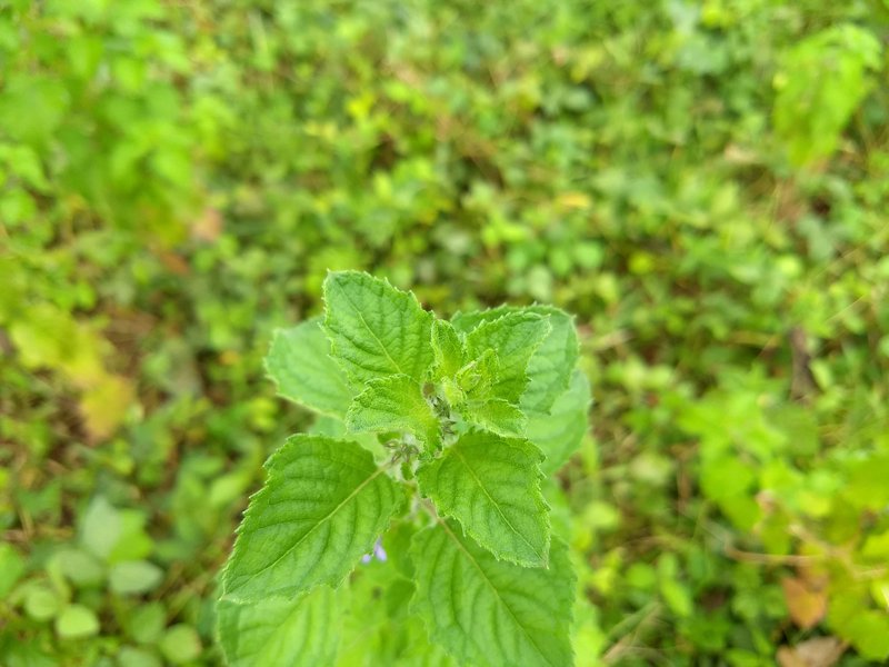 Pignut photo 5
