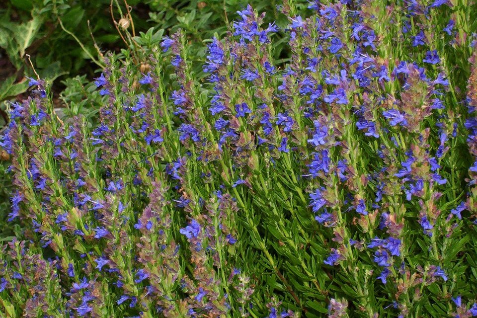 Hyssop