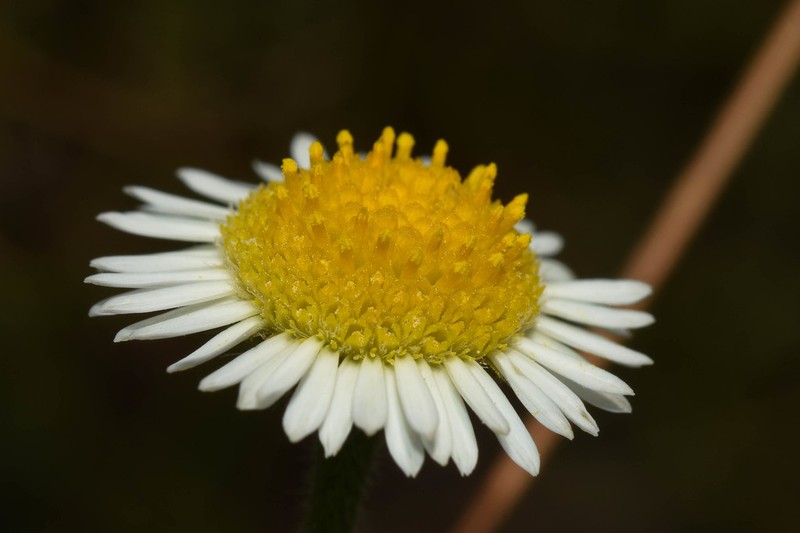 Hysterionica chamomilloides photo 2