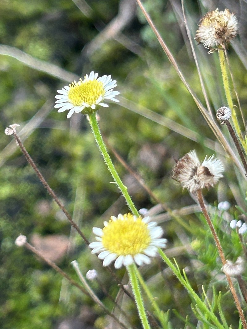 Hysterionica chamomilloides photo 4