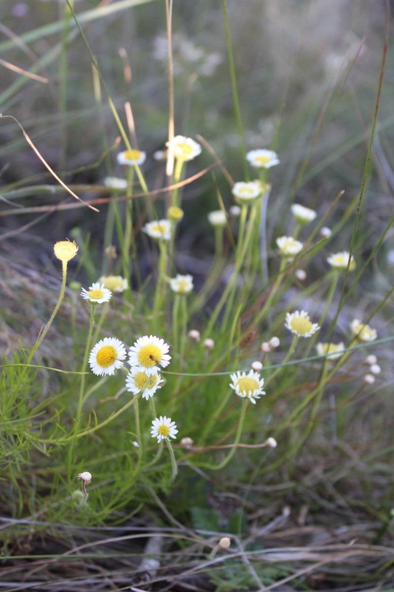 Hysterionica chamomilloides photo 5