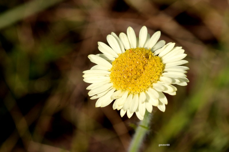 Hysterionica chamomilloides photo 6