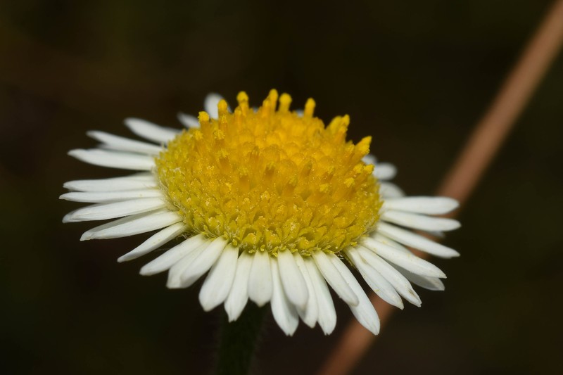 Hysterionica chamomilloides photo 7