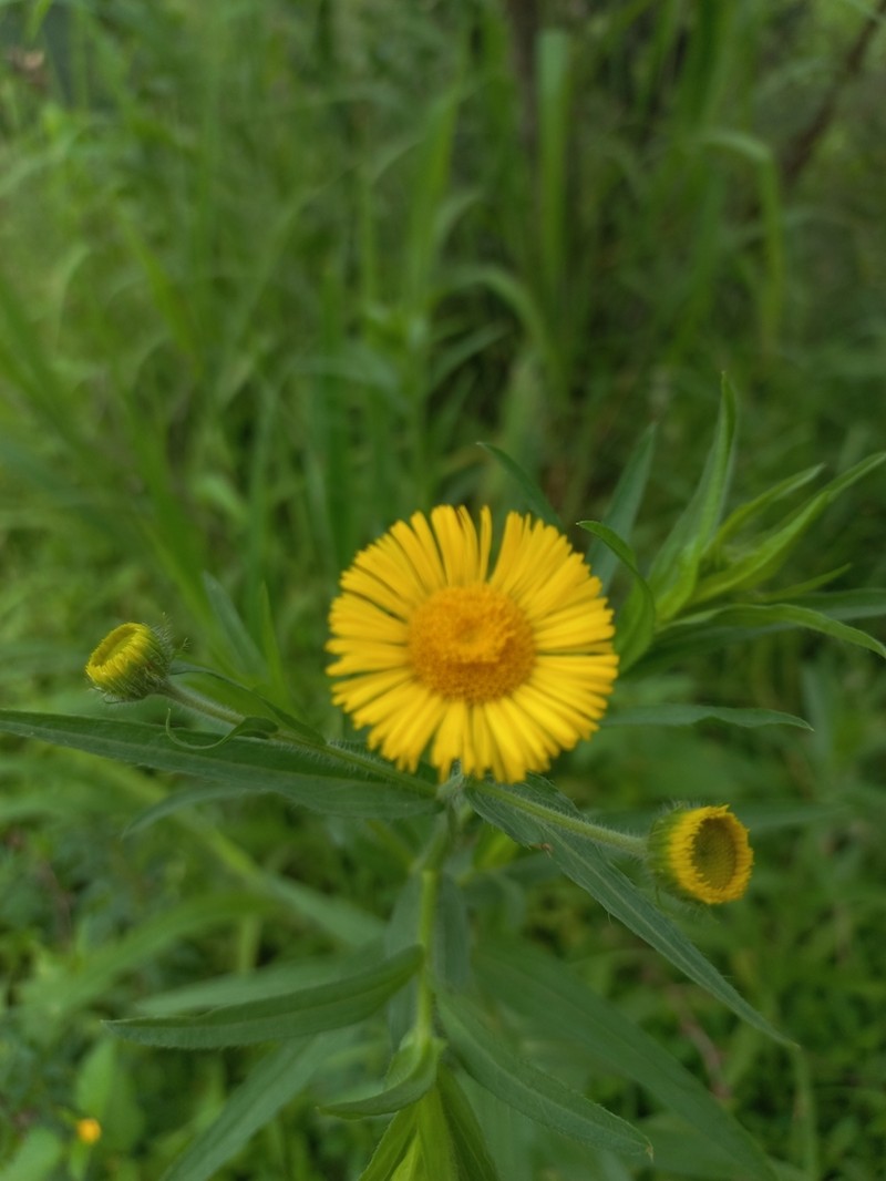 Hysterionica jasionoides