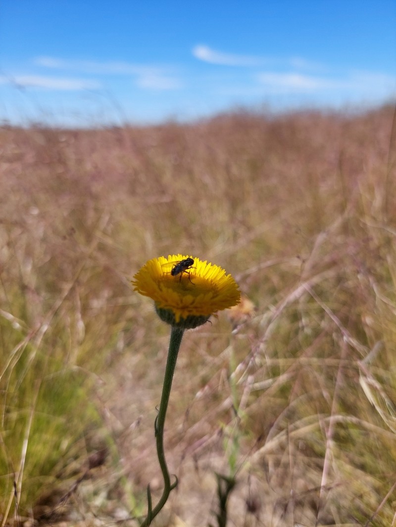 Hysterionica jasionoides photo 2