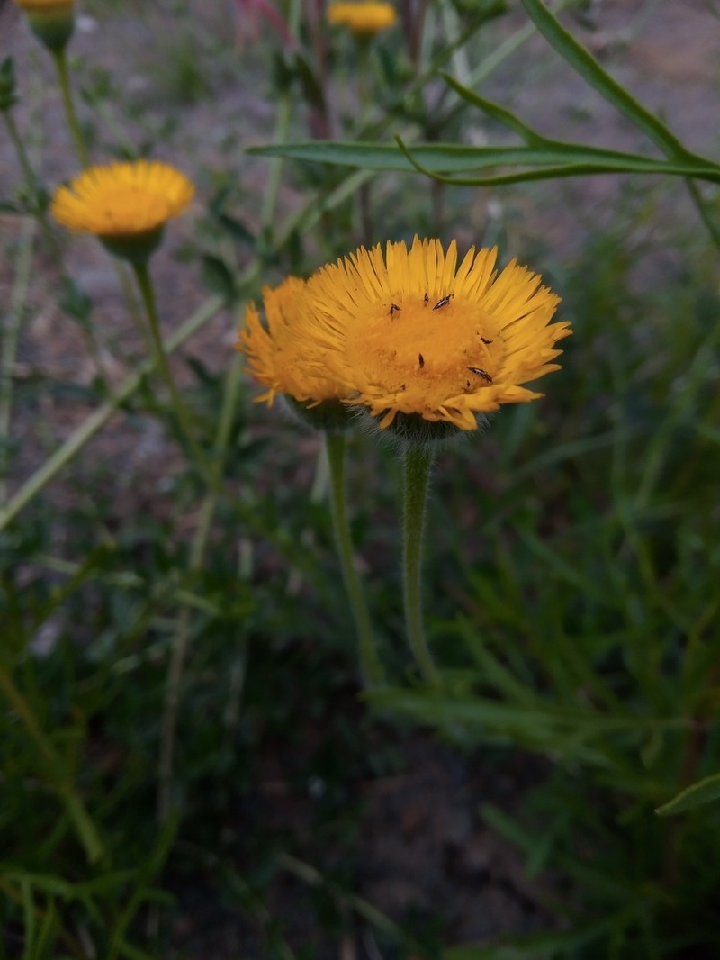Hysterionica jasionoides photo 4