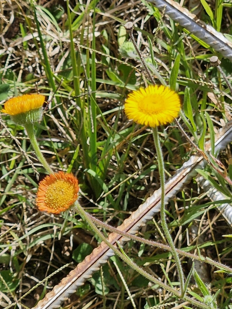 Hysterionica jasionoides photo 5