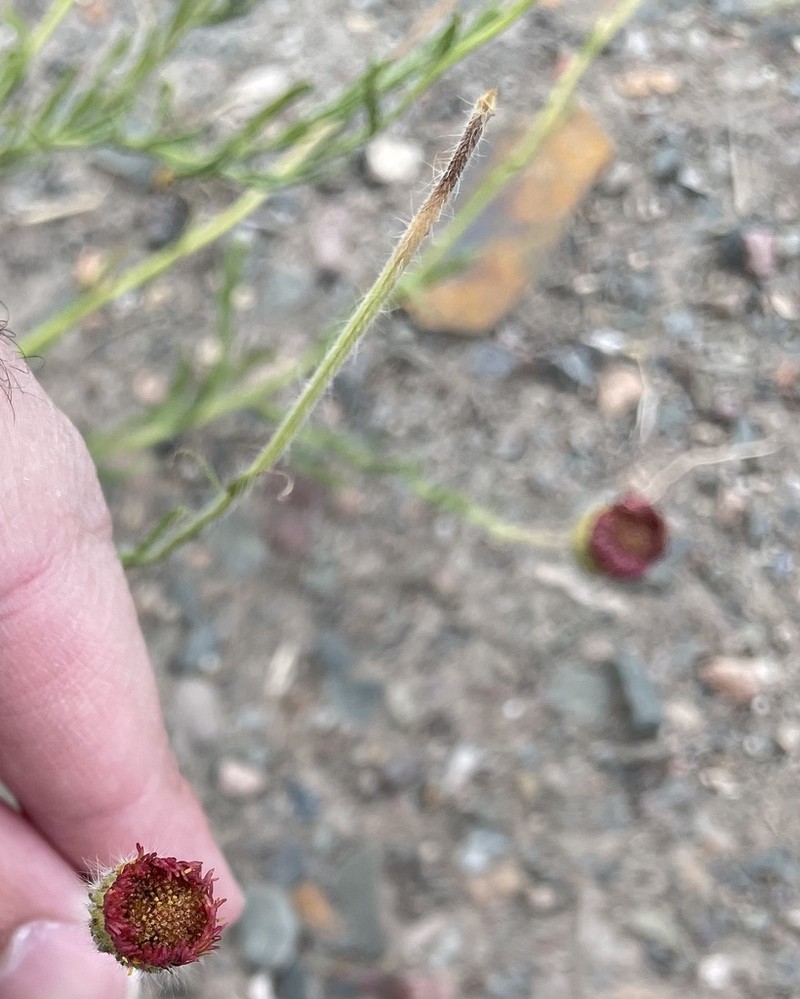 Hysterionica jasionoides photo 6