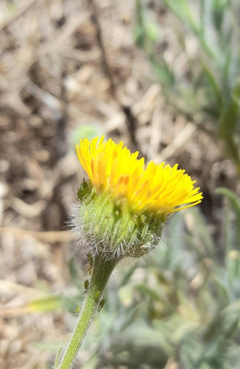Hysterionica jasionoides photo 7