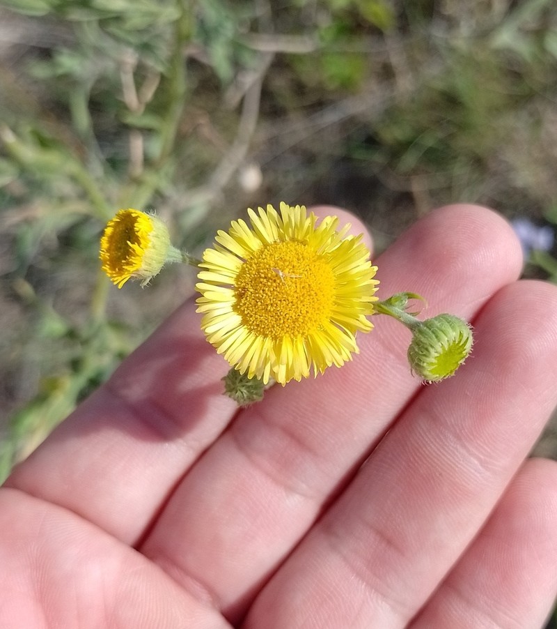 Hysterionica jasionoides photo 8