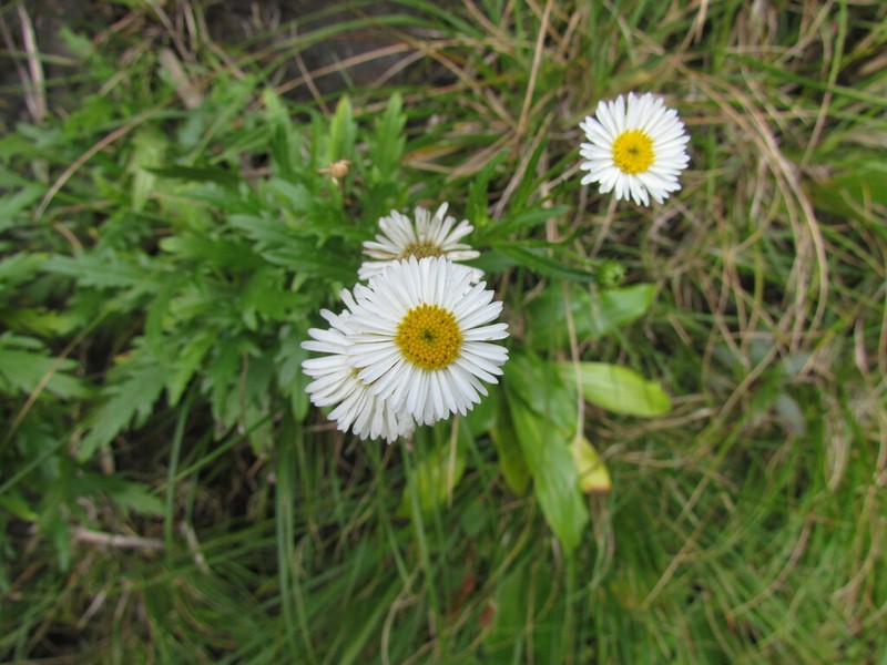 Hysterionica matzenbacheri