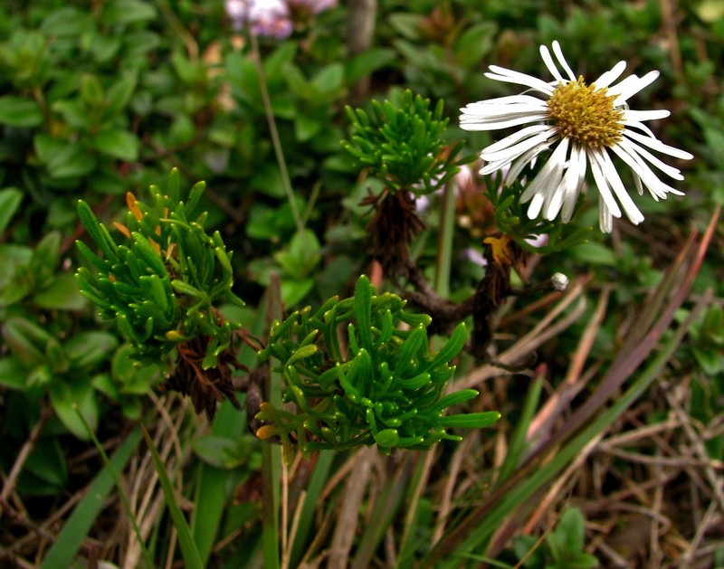 Hysterionica nebularis photo 2