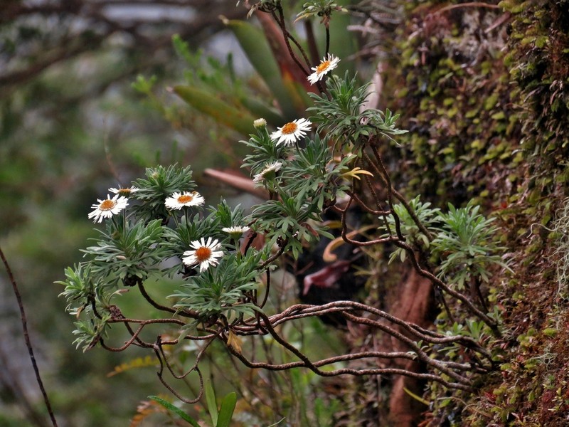 Hysterionica pinnatiloba