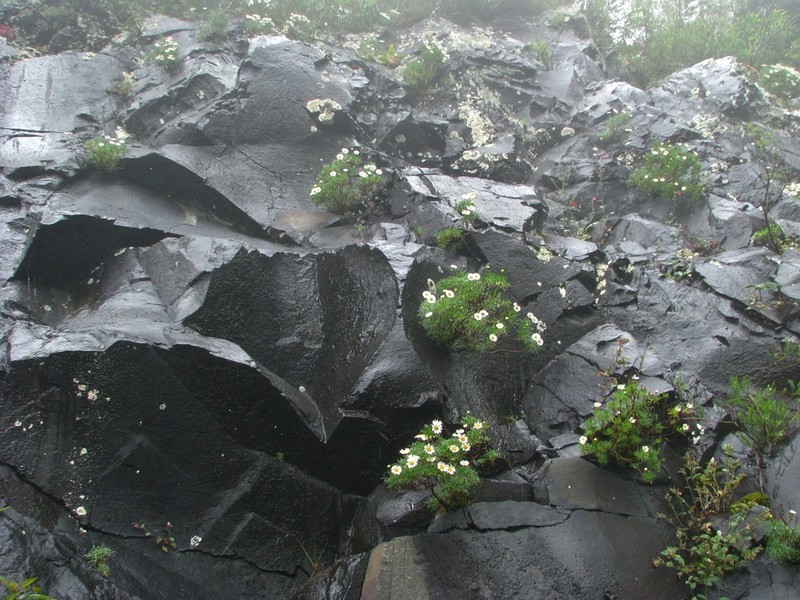 Hysterionica pinnatisecta